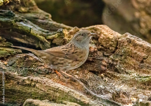 Dunnock, hedge sparrow, blending in with its wooden background in the forest