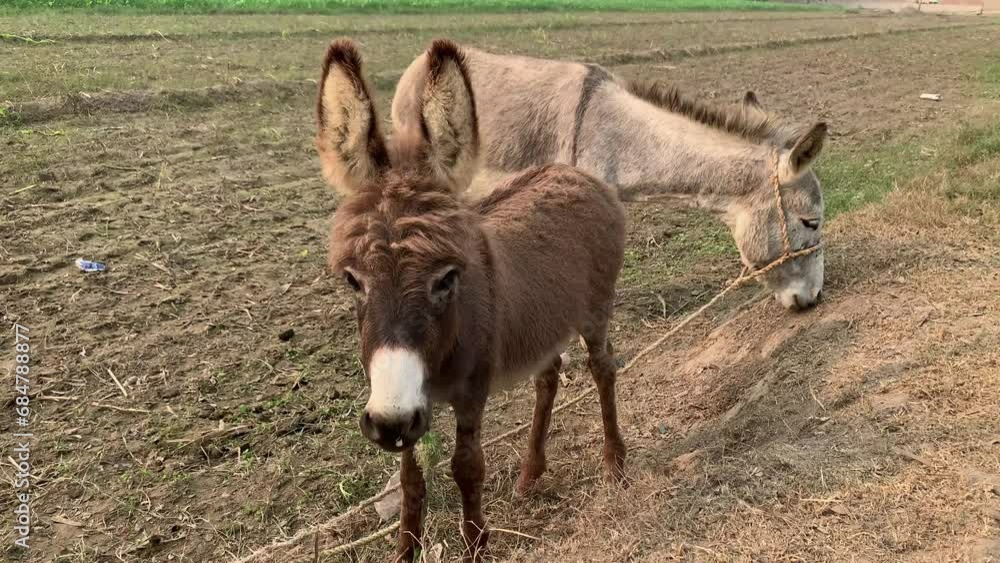 A baby donkey with its mother. Donkeys graze in the field. Donkey mother feeding baby in field farm. Beautiful 4K Footage. A baby donkey with its mother. Donkeys graze in the field. Donkey mother feeding baby in field farm. Beautiful 4K Footage.