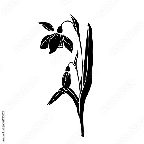 Silhouette of a spring snowdrop flower. Vector graphics.