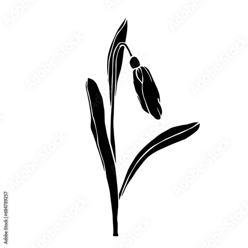 Silhouette of a spring snowdrop flower. Vector graphics.