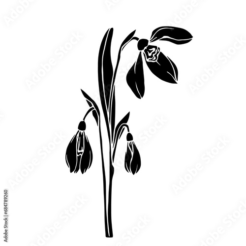 Silhouette of a spring snowdrop flower. Vector graphics.