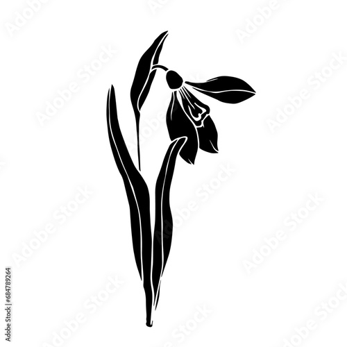 Silhouette of a spring snowdrop flower. Vector graphics.