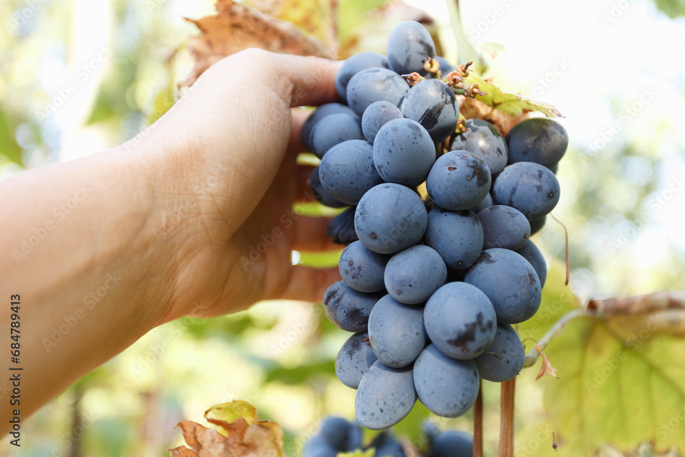 Harvesting blue grape by the woman