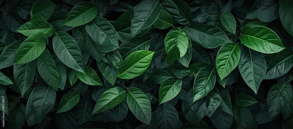 a close up of a green plant with leaves on it's sides and the leaves on the other side of the plant. a close up of a green plant with leaves on it's sides and the leaves on the other side of the plant.