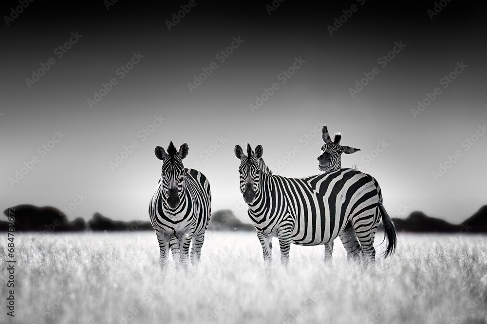 Obraz premium Black and white wildlife photography theme: a group of zebras on the savannah, eye contact, art processing. Suitable for poster or painting. Photographic safari in Moremi reserve in Botswana.