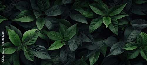  a bunch of green leaves on top of a black background with a green leafy plant in the middle of the picture.