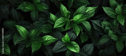  a close up of a green leafy plant with lots of green leaves on the top of the leaves and on the bottom of the leaves is a black background. © Jevjenijs