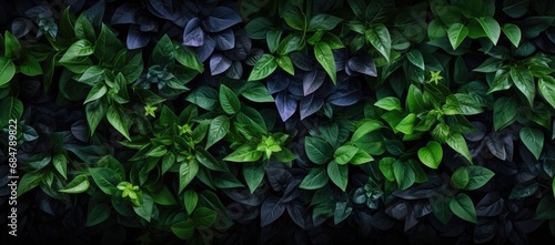  a close up of a wall of leaves with green and purple leaves on the top of the leaves and bottom of the leaves on the bottom of the wall.
