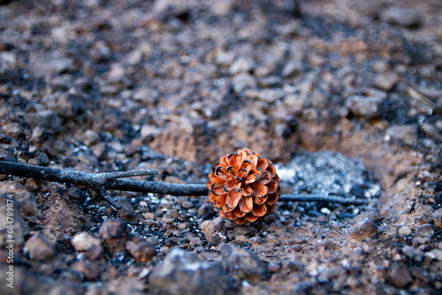 Wildfire aftermath pine cone burnt in wild fire in Spain 