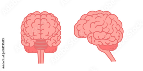 Human brain front and side view. Flat vector color illustration isolated on white background.