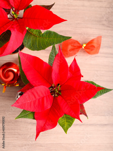 Poinsettia flowers on wooden background. Christmas flowers