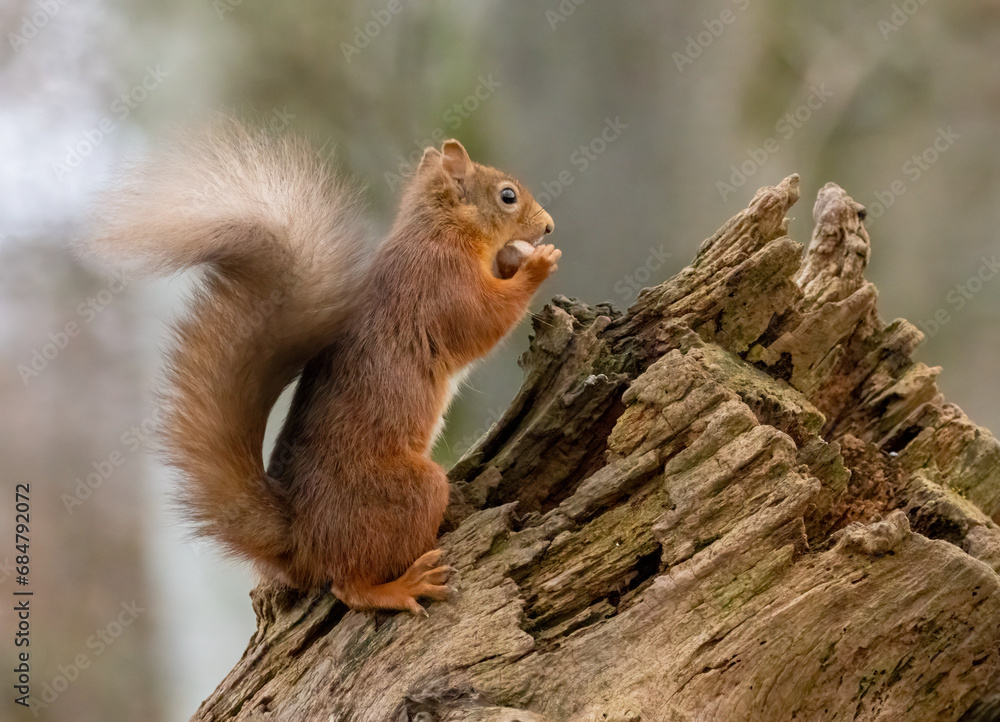 Cute little scottish red squirrel in the woodland searching for nuts Cute little scottish red squirrel in the woodland searching for nuts