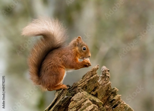 Cute little scottish red squirrel in the woodland searching for nuts © Sarah