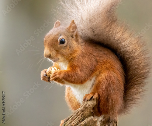 Cute little scottish red squirrel in the woodland searching for nuts © Sarah