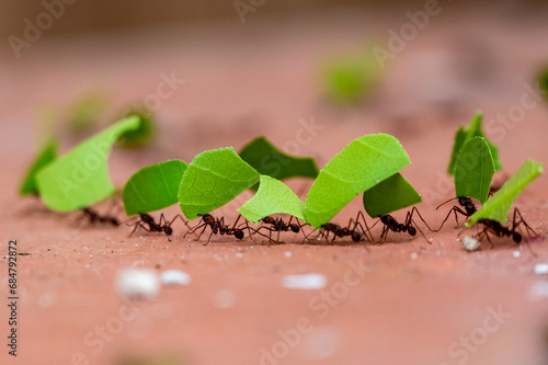 Leaf-cutter ants, Acromyrmex octospinosus, carrying leafs in an ant road photo