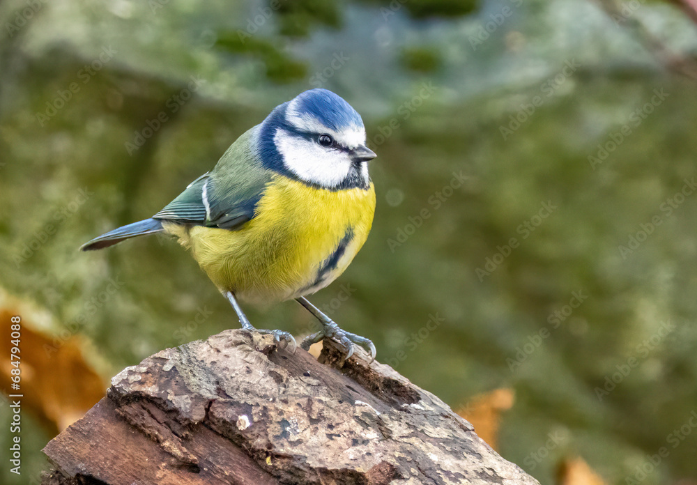 Very cute little blue tit bird perched on a tree branch in the forest Very cute little blue tit bird perched on a tree branch in the forest
