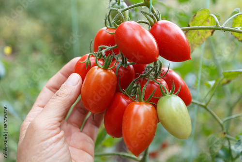 Woman's holding tomato brunch in the bush in the garden