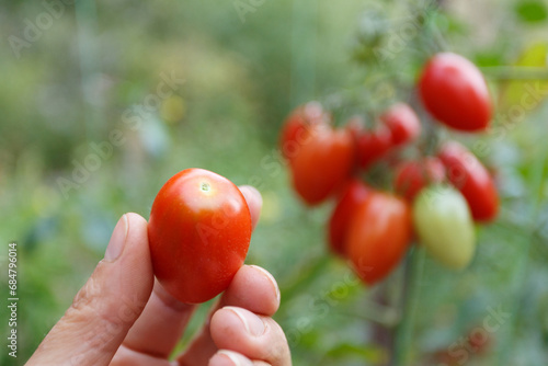 Woman is holding tomato in the garden