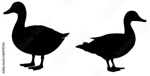 Ente 2