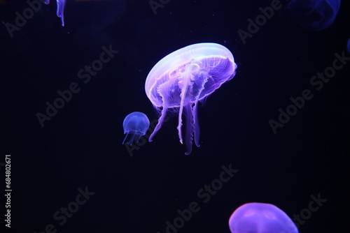 medusa flotando majestuosamente en el oceano
