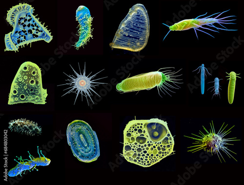 microorganism collage: a variety of single- and multicellular organisms found in seawater in Pacific Ocean tidepools (archaea, protozoa, phytoplankton,caulerpa, etc.) photo