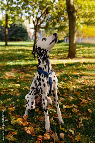 Dog  a young Dalmatian in autumn walks on a green lawn. Happy pet on a walk.