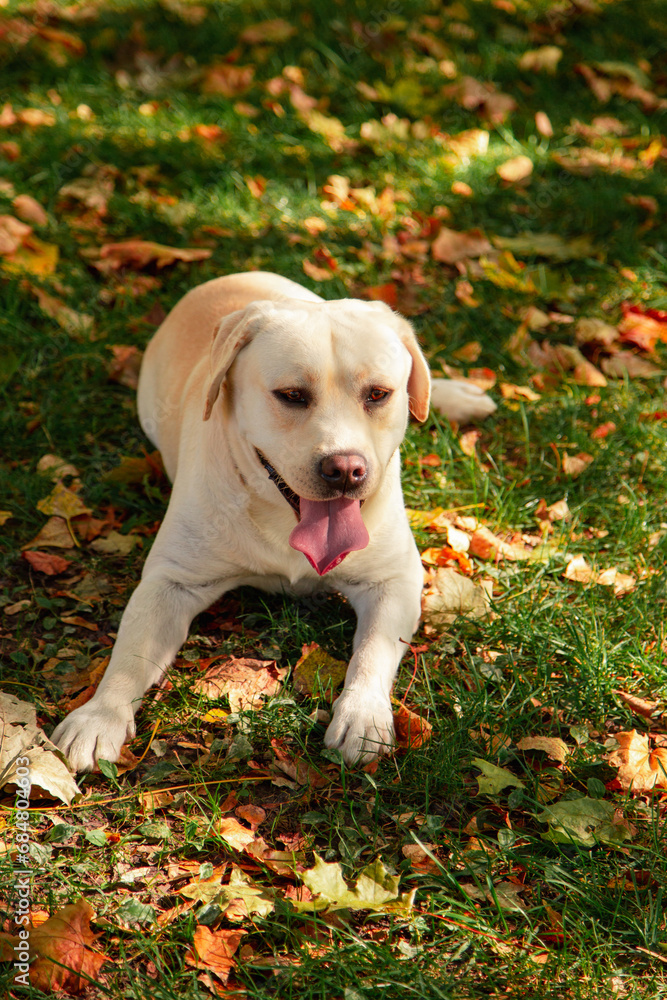 Dog, a young Labrador retriever in autumn walks on a green lawn. Happy pet on a walk. Dog, a young Labrador retriever in autumn walks on a green lawn. Happy pet on a walk.