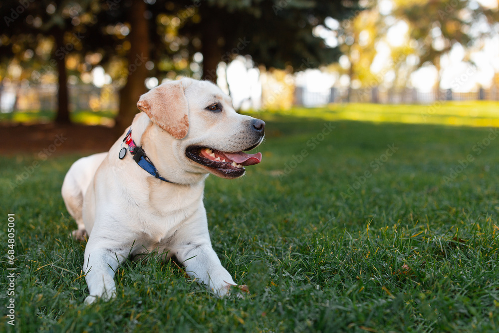 Dog, a young Labrador retriever in autumn walks on a green lawn. Happy pet on a walk. Dog, a young Labrador retriever in autumn walks on a green lawn. Happy pet on a walk.