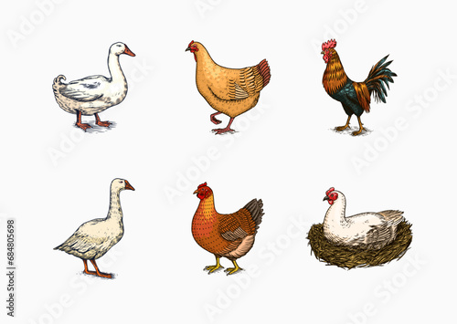 Domestic Chicken bird. Turkey guinea fowl goose duck quail. Hand drawn. Engraved Farm animal. Old monochrome sketch. Retro template.