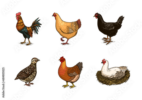Domestic Chicken bird. Turkey guinea fowl goose duck quail. Hand drawn. Engraved Farm animal. Old monochrome sketch. Retro template.