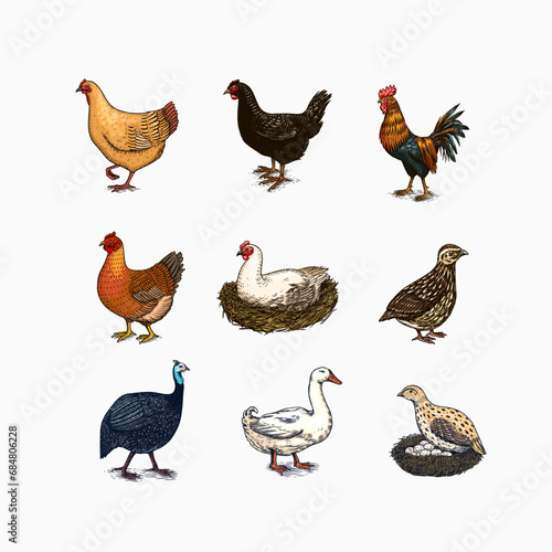 Domestic Chicken bird. Turkey guinea fowl goose duck quail. Hand drawn. Engraved Farm animal. Old monochrome sketch. Retro template.