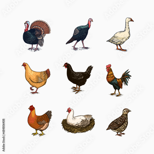 Domestic Chicken bird. Turkey guinea fowl goose duck quail. Hand drawn. Engraved Farm animal. Old monochrome sketch. Retro template.