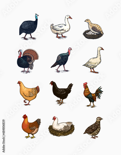 Domestic Chicken bird. Turkey guinea fowl goose duck quail. Hand drawn. Engraved Farm animal. Old monochrome sketch. Retro template.