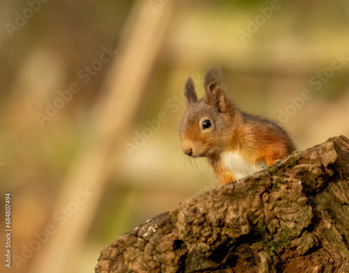 Cute little scottish red squirrel in the woodland searching for nuts
