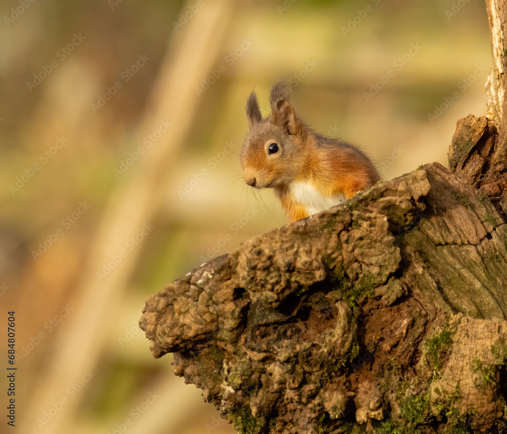 Cute little scottish red squirrel in the woodland searching for nuts Cute little scottish red squirrel in the woodland searching for nuts