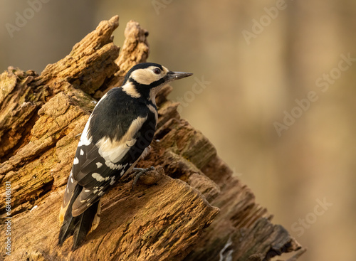 Great spotted woodpecker bird in the forest