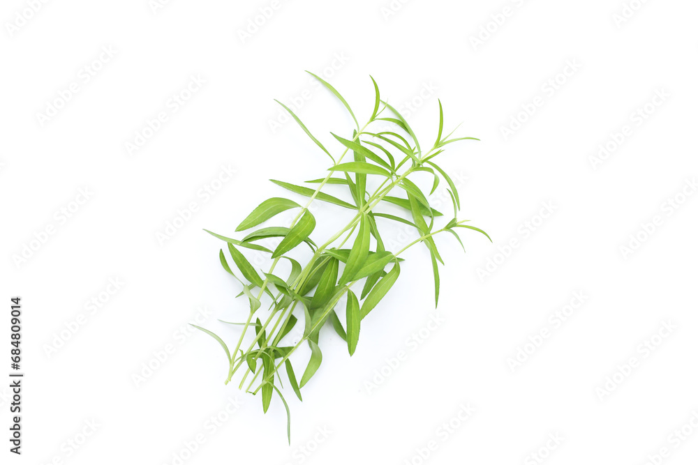 Fresh tarragon on white background. Fresh tarragon on white background.