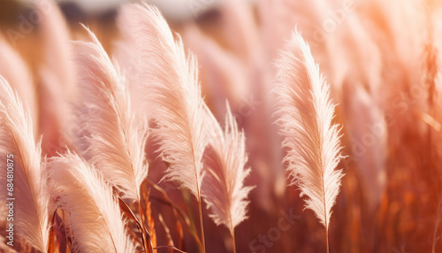 Pampas grass in the sky, Abstract natural background of soft plants Cortaderia selloana moving in the wind. Bright and clear scene of plants similar to feather dusters. beauty.  photo