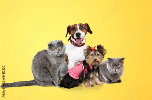 Small group of cute happy pets, smart cats and dogs