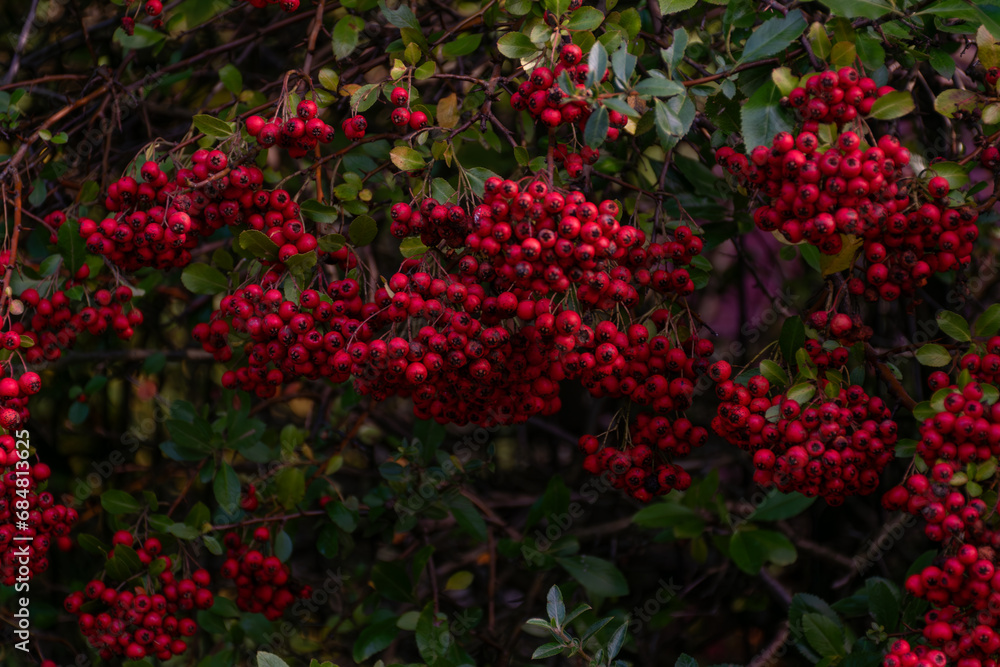 rowan berry,Red rowan berries on a green background in the summer forest. Autumn soon