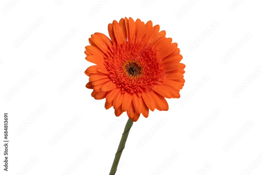 Red gerbera daisy flower isolated on a white. Red gerbera daisy flower isolated on a white.