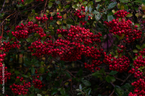 rowan berry,Red rowan berries on a green background in the summer forest. Autumn soon