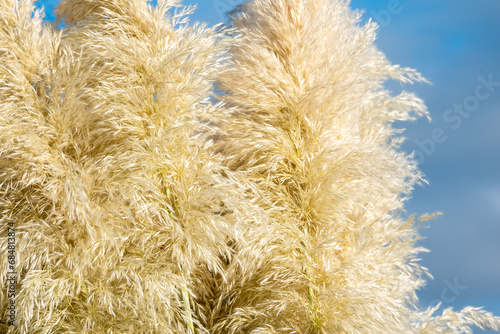 texture, Cortaderia Selloana or pampas grass