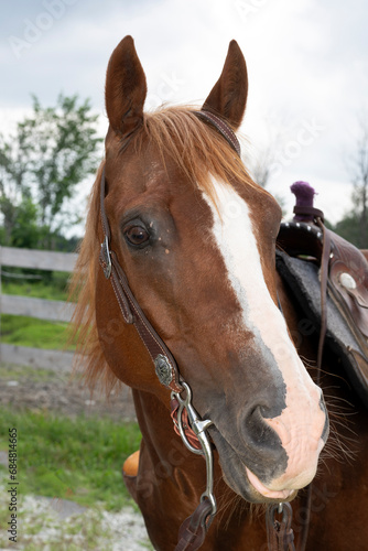 Fototapeta Naklejka Na Ścianę i Meble -  A beautiful quarter horse outside