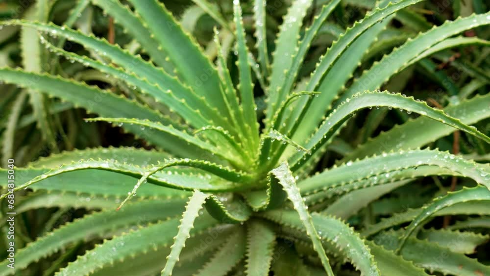 Aloe vera succulent spiky leaves in garden close up Aloe vera succulent spiky leaves in garden close up