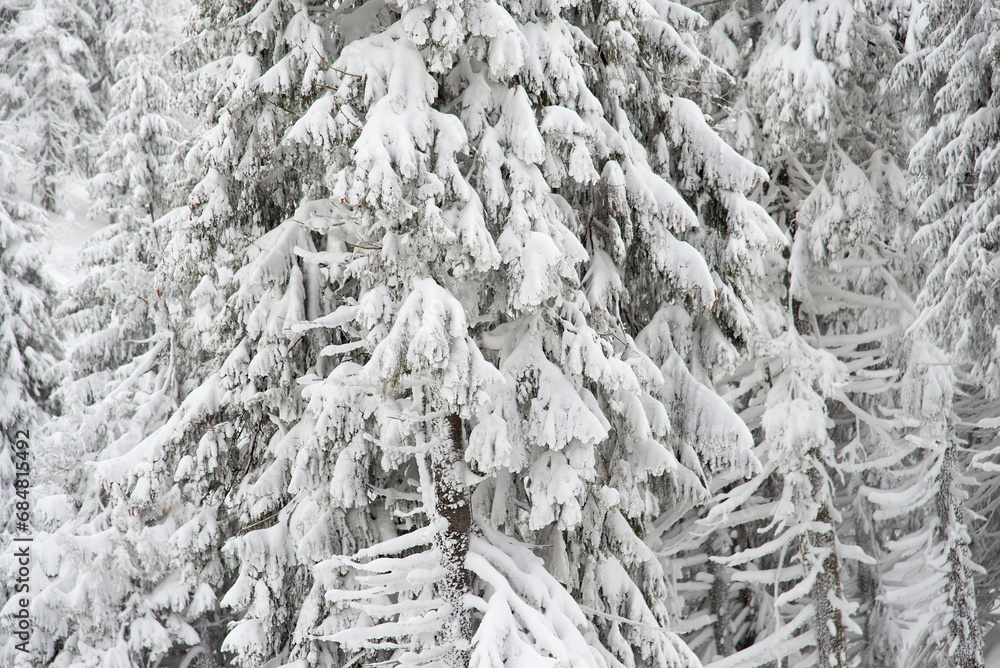 Winter bright snowy background. New Year's landscape with snowdrifts and pine branches in the cold. Winter bright snowy background. New Year's landscape with snowdrifts and pine branches in the cold.