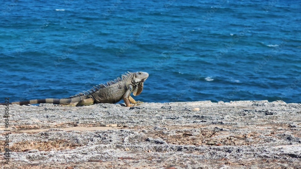 Fototapeta premium Puerto Rican Iguana