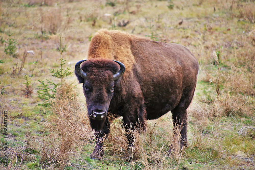 Buffalo in the field