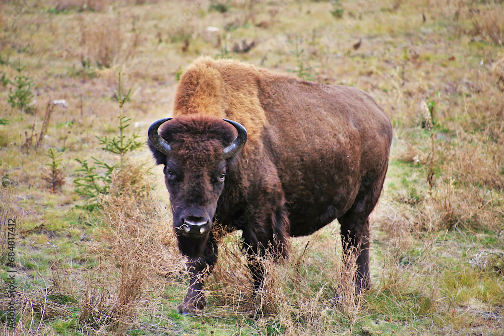 Buffalo in the field Buffalo in the field