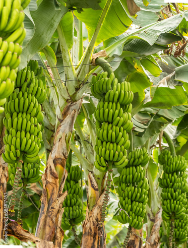 Green tropical banana fruits close-up on banana plantation